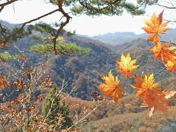 花寨子村民委員會最新招聘啟事概覽