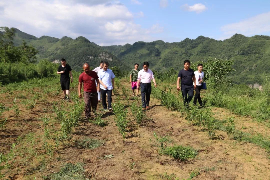 黃泥鄉新項目引領鄉村發展新篇章