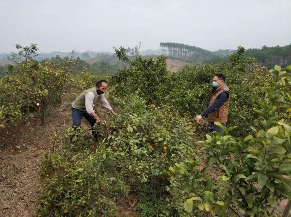 橫縣農業農村局領導團隊全新亮相，展望未來發展之路