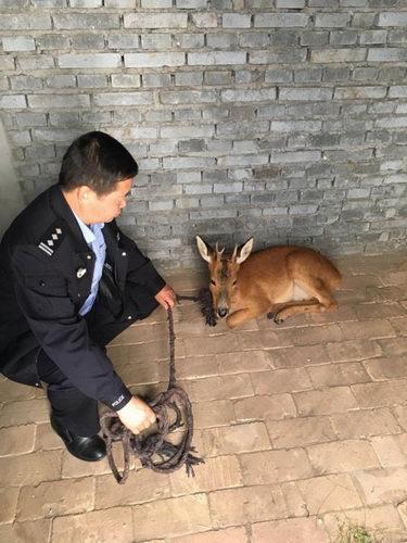 門源回族自治縣公安局推動智能化警務建設，提升社會治安水平新進展