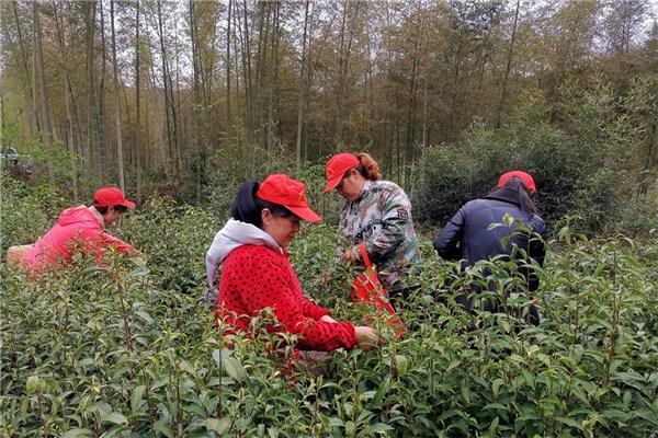 休寧縣住房和城鄉建設局最新項目概覽與動態